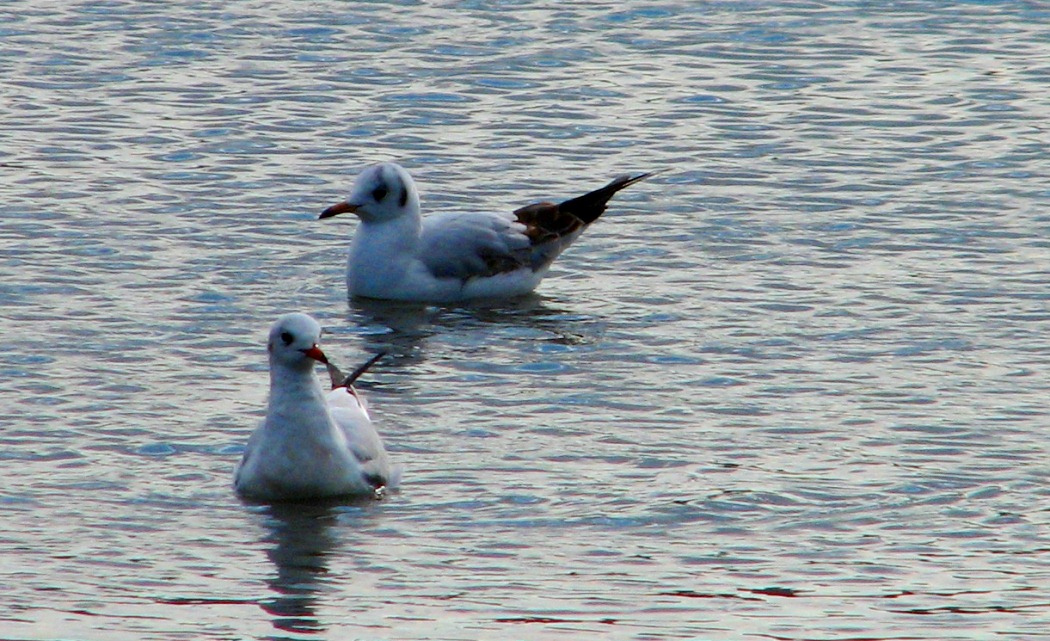 Black-headed Gull