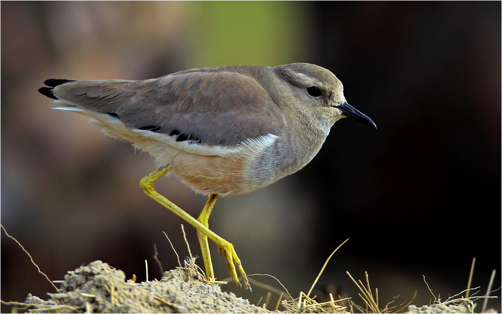 White-tailed Lapwing