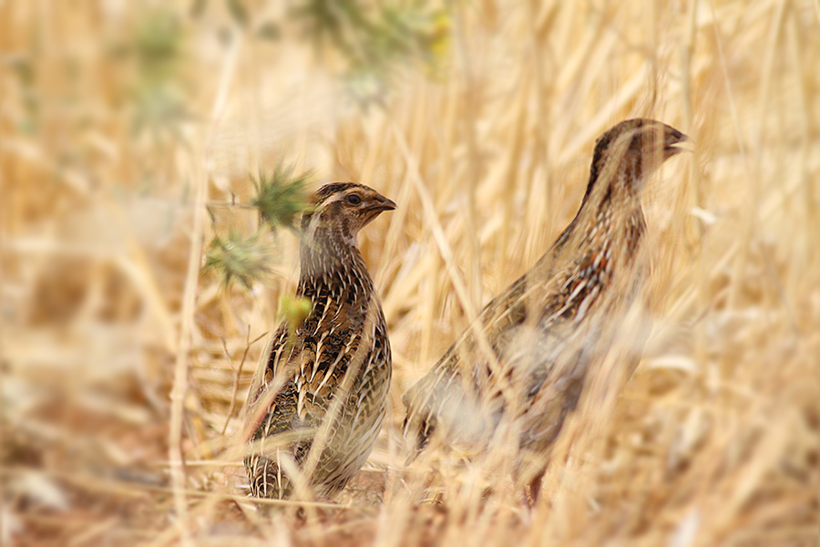 Common Quail