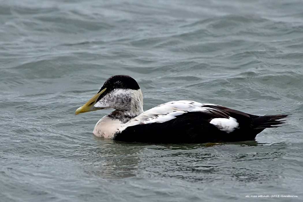 Common Eider
