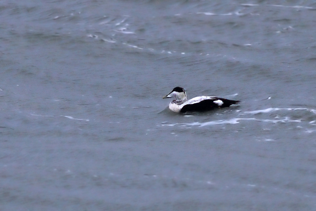 Common Eider