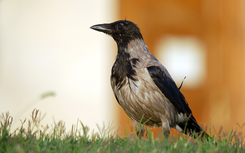Hooded Crow