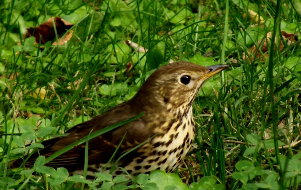Song Thrush
