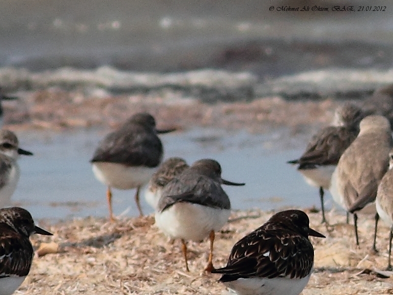 Terek Sandpiper
