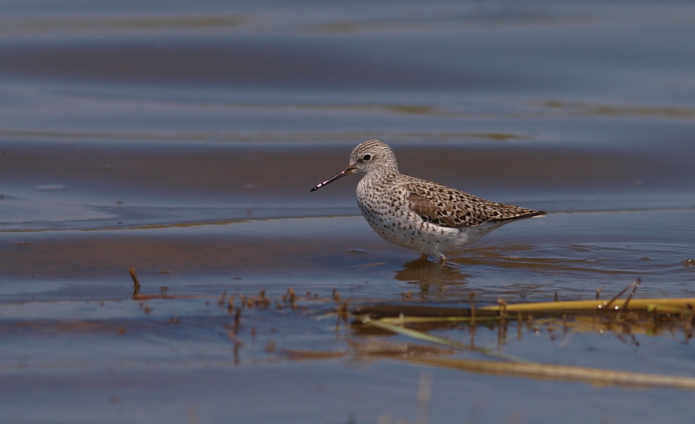 Marsh Sandpiper