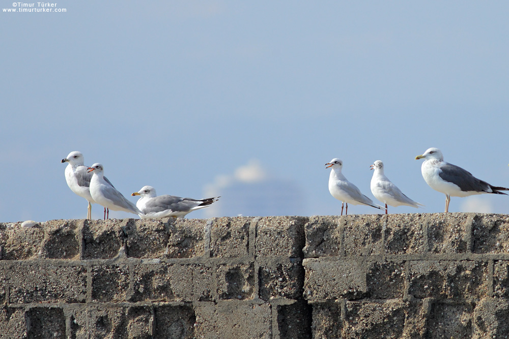 Mediterranean Gull