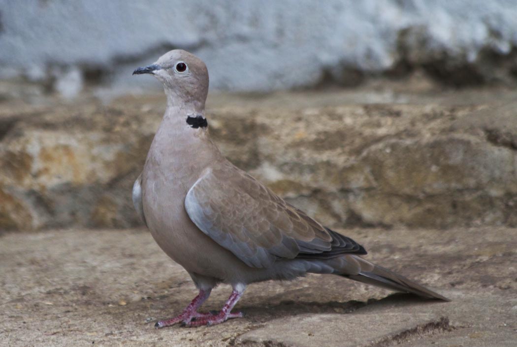 Eurasian Collared Dove