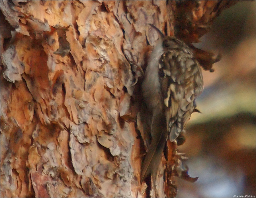Short-toed Treecreeper