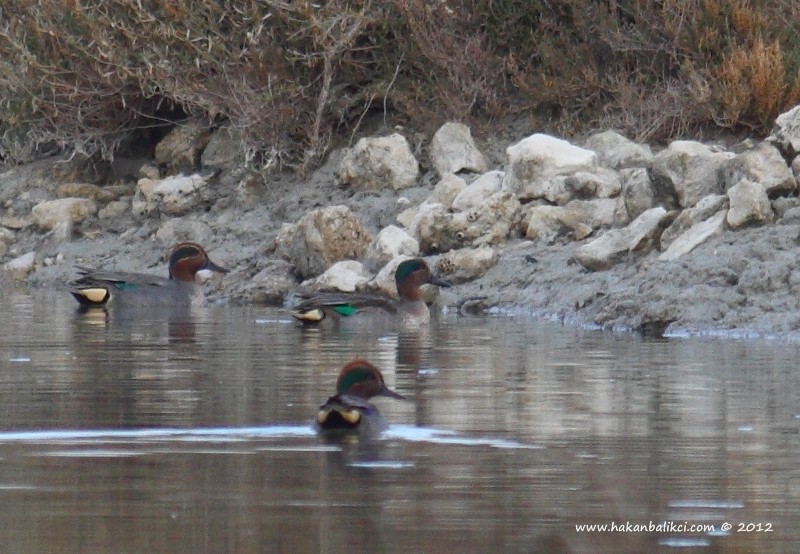 Eurasian Teal