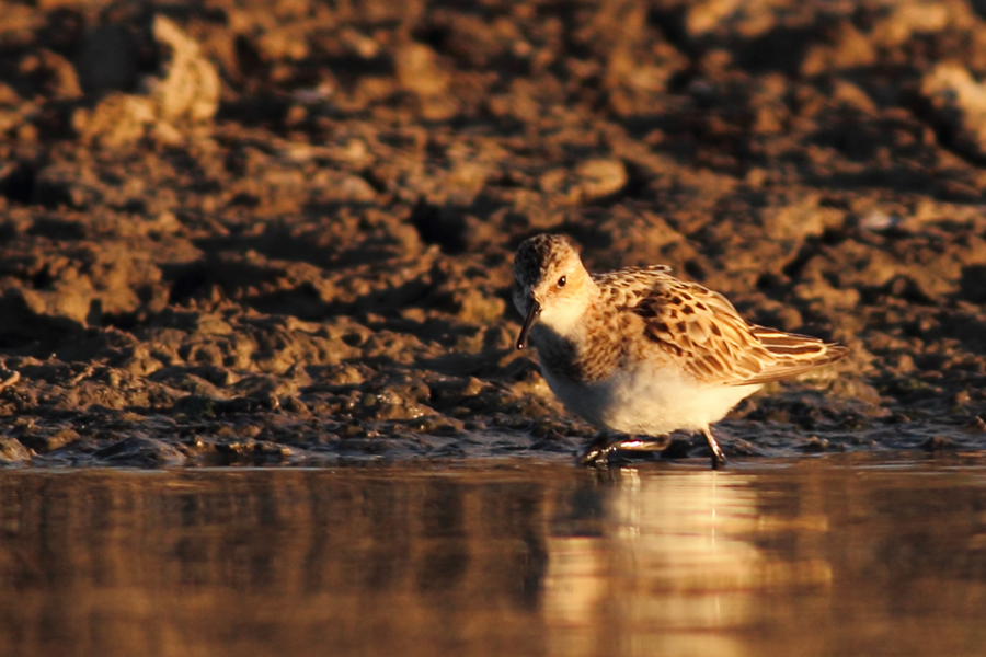 Little Stint
