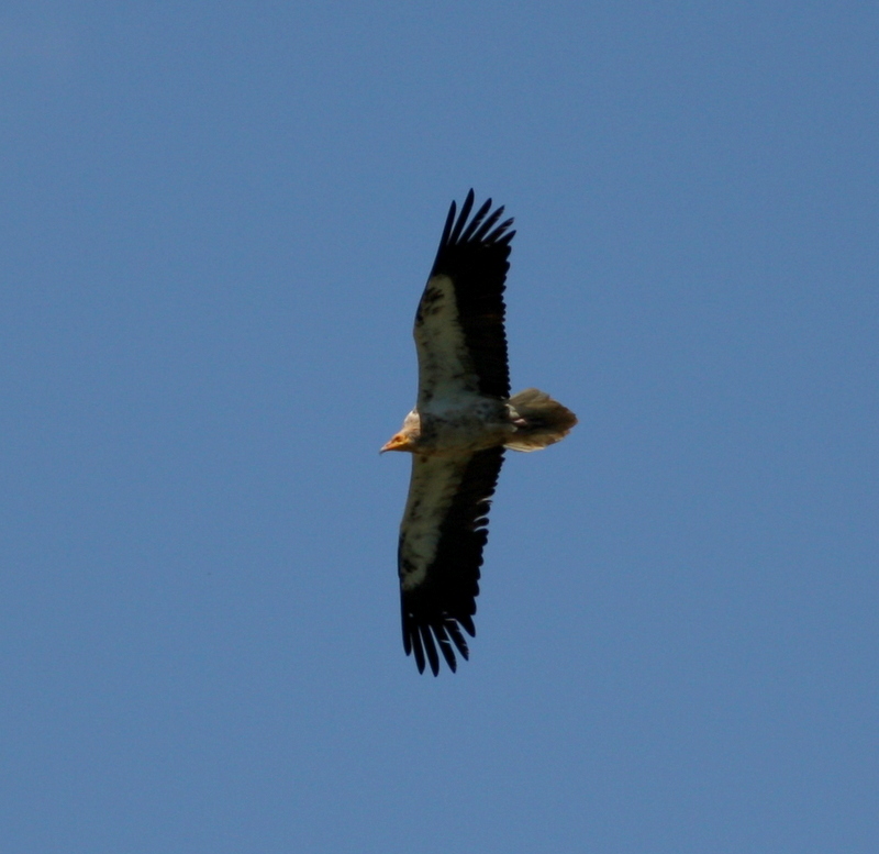 Egyptian Vulture
