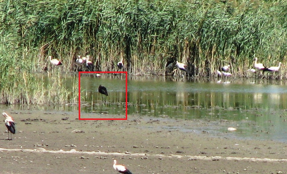 Black Stork