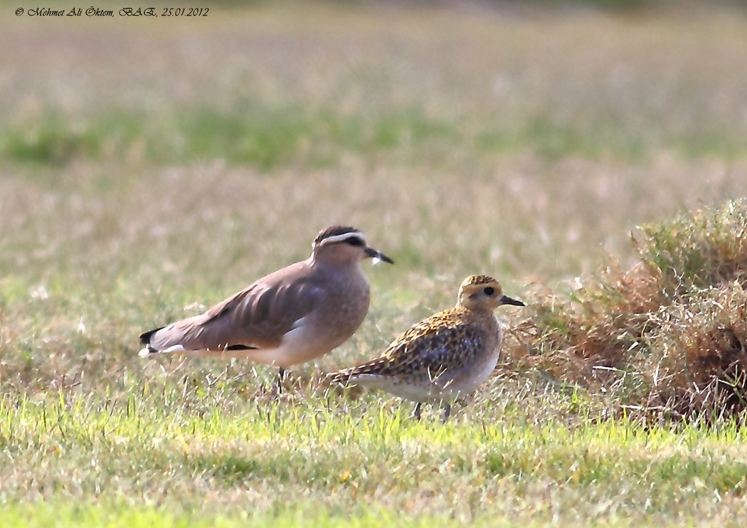 European Golden Plover