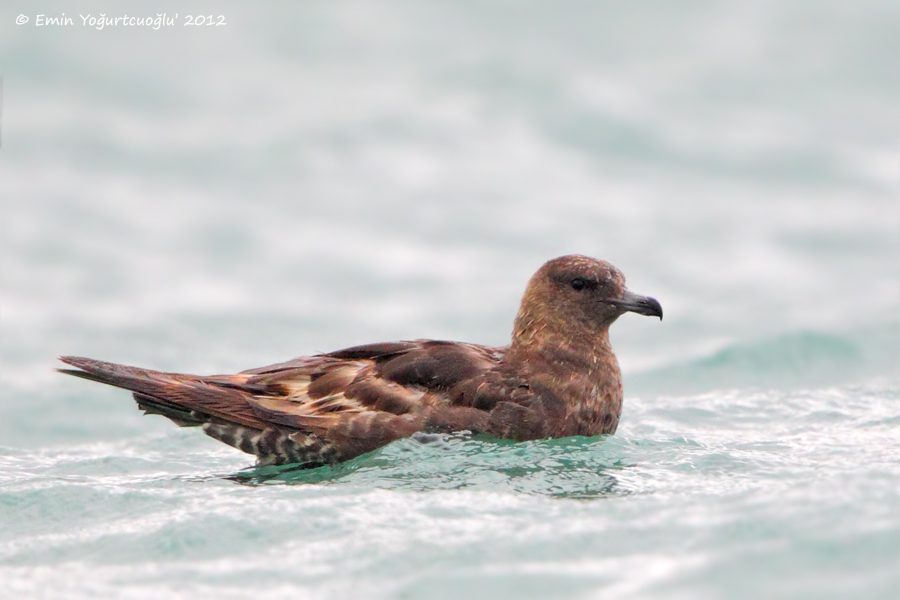 Pomarine Jaeger