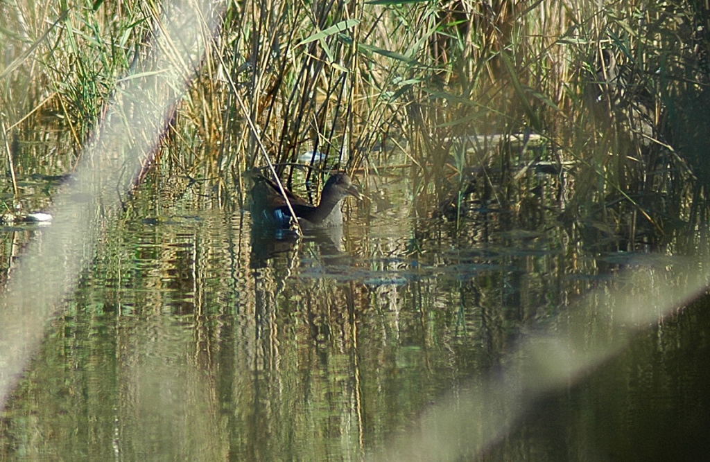 Common Moorhen