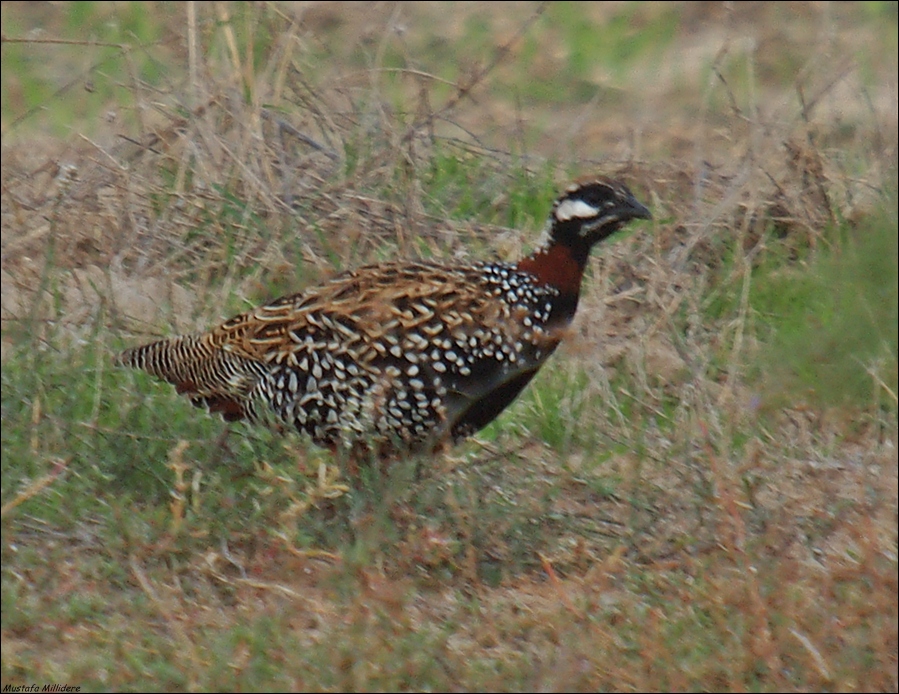 Black Francolin
