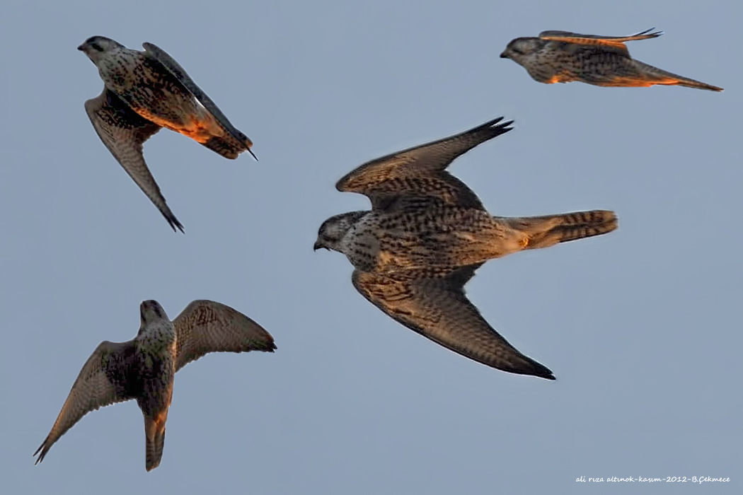 Lanner Falcon