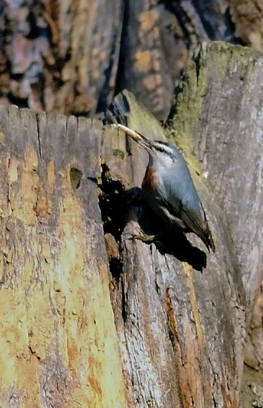 Krüper`s Nuthatch