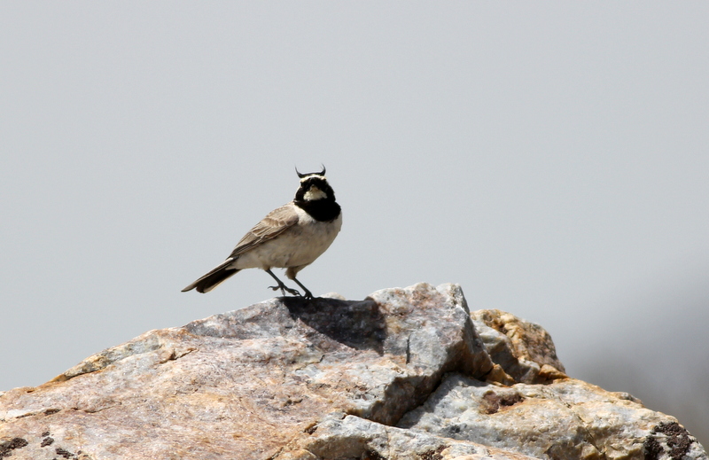Horned Lark