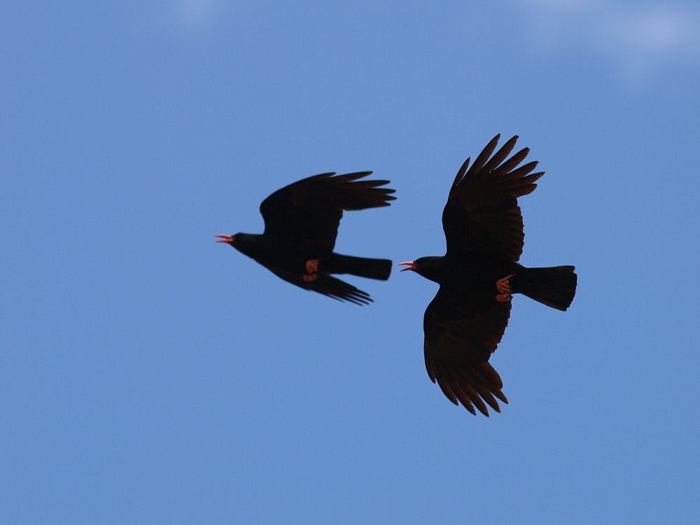 Red-billed Chough