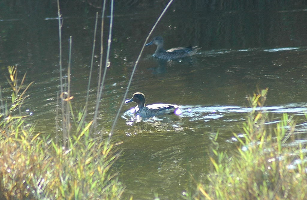 Eurasian Teal