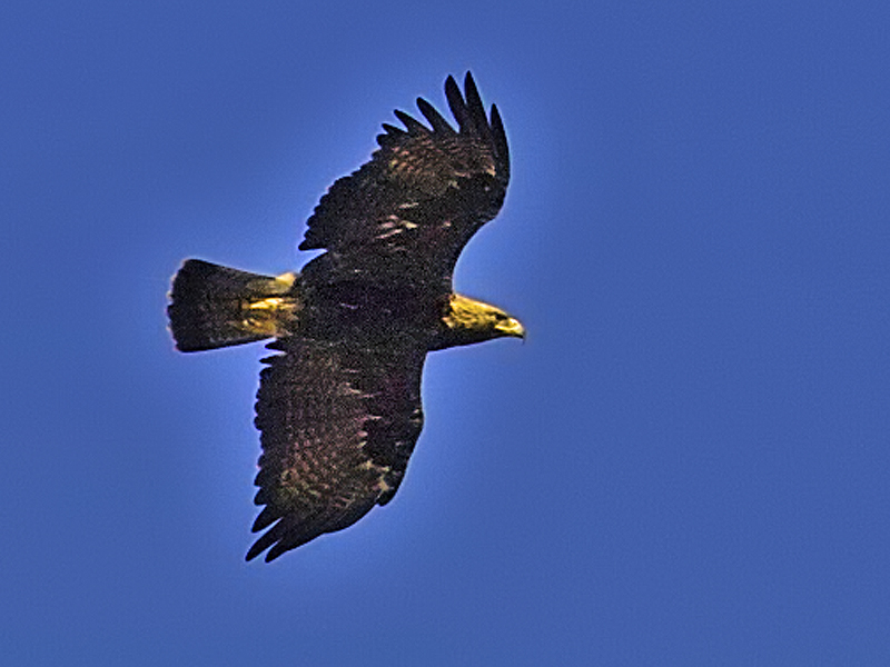 Eastern Imperial Eagle