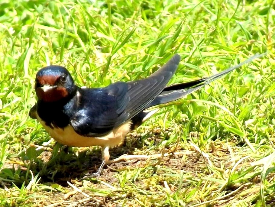 Barn Swallow
