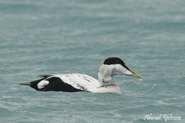 Common Eider