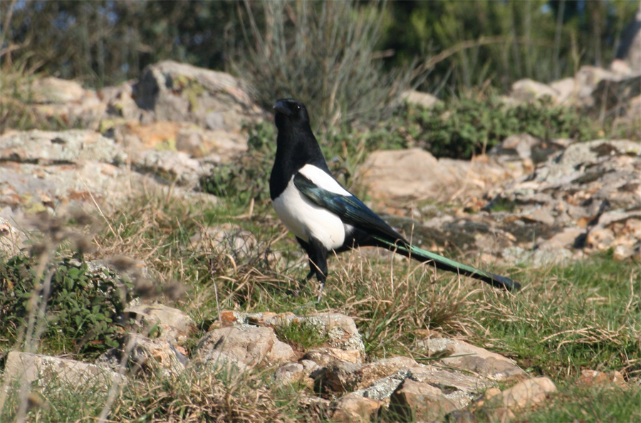 Eurasian Magpie