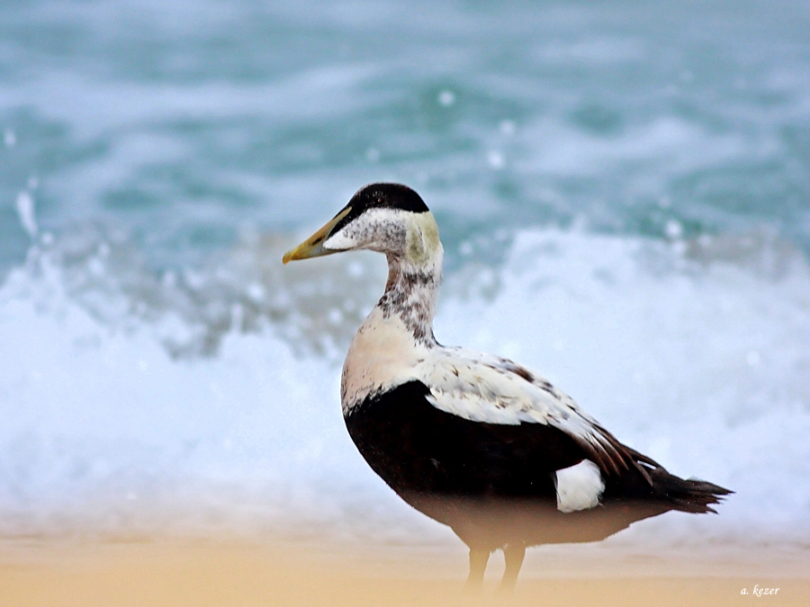 Common Eider