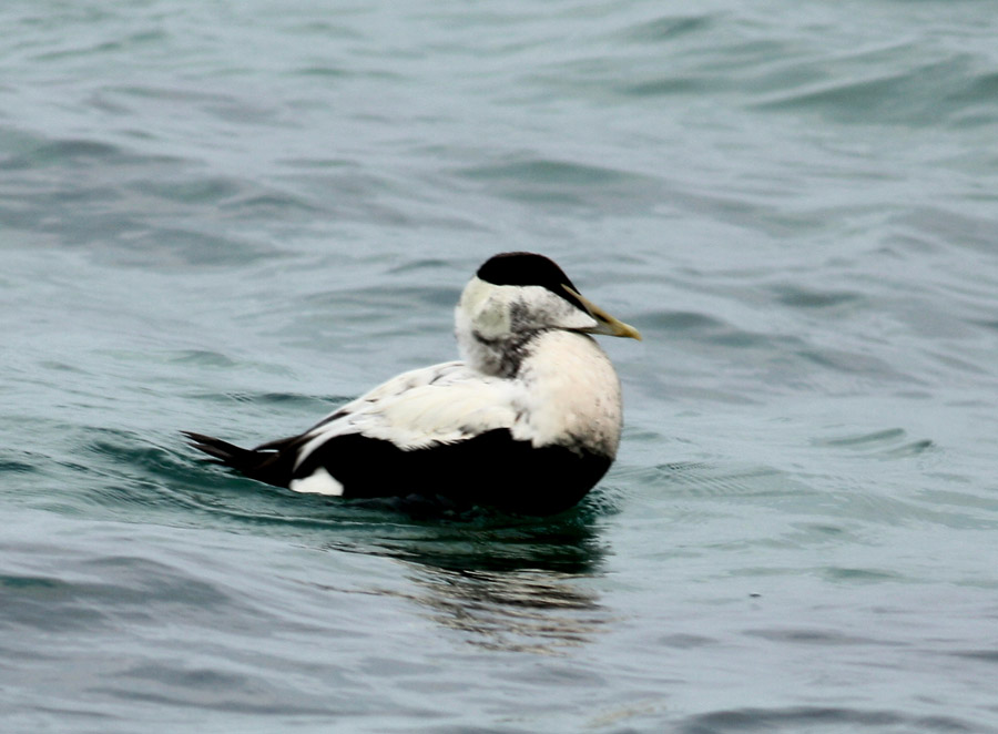 Common Eider