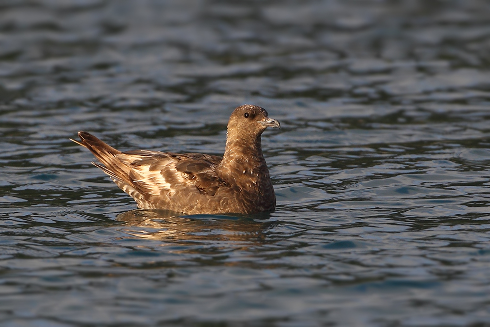 Pomarine Jaeger