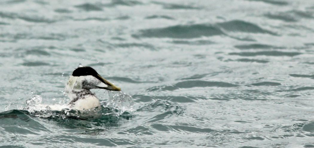 Common Eider