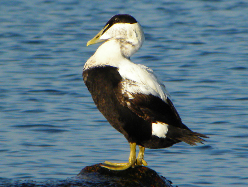 Common Eider