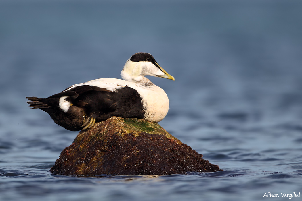 Common Eider