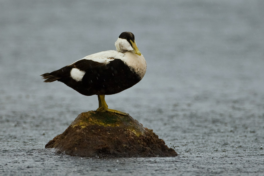 Common Eider
