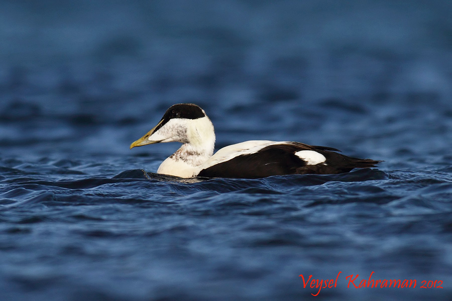 Common Eider