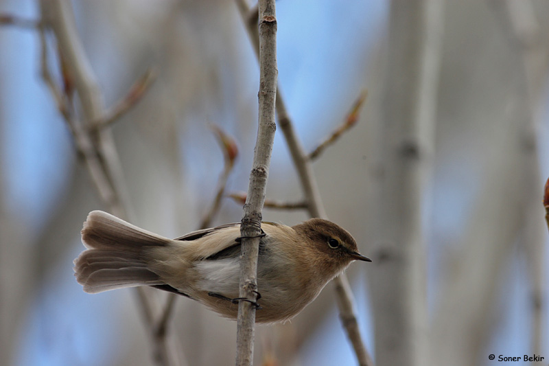 Mountain Chiffchaff