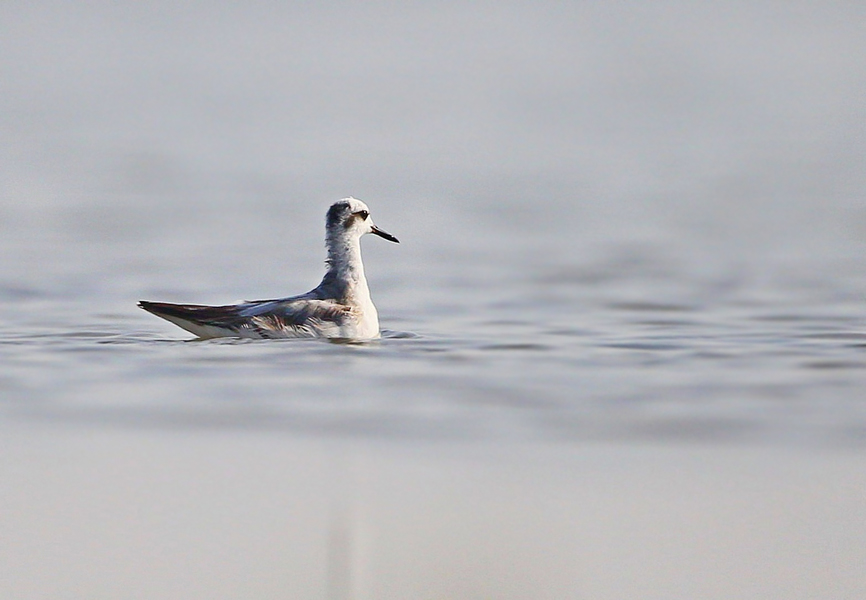 Red Phalarope