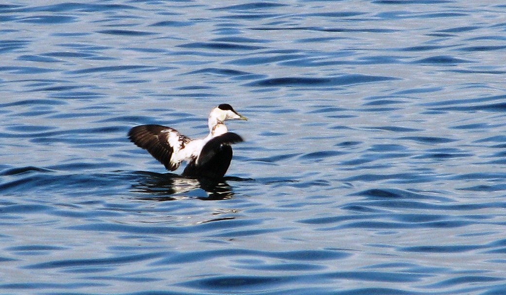 Common Eider