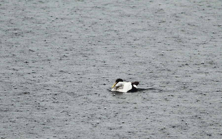 Common Eider
