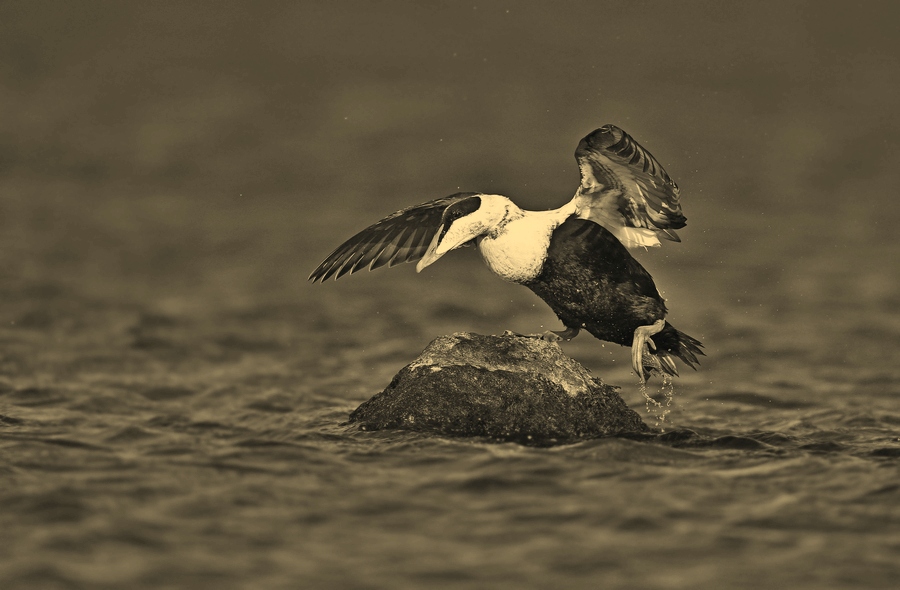 Common Eider