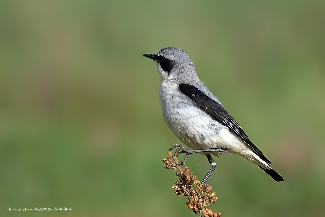 Northern Wheatear