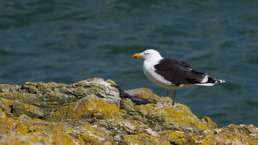 Great Black-backed Gull