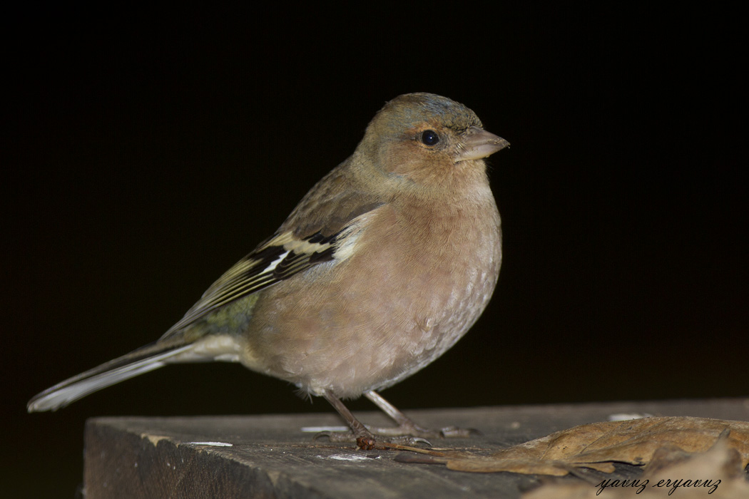 Common Chaffinch