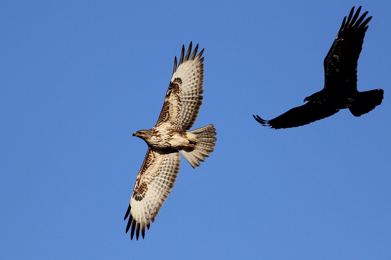 Common Buzzard