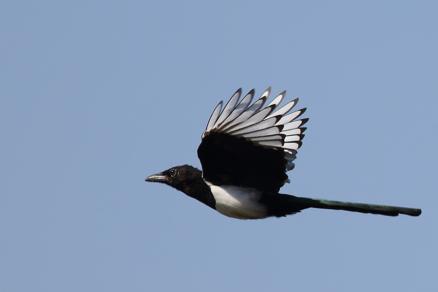 Eurasian Magpie