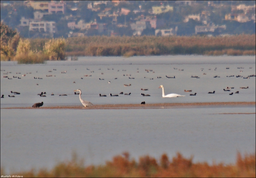 Mute Swan