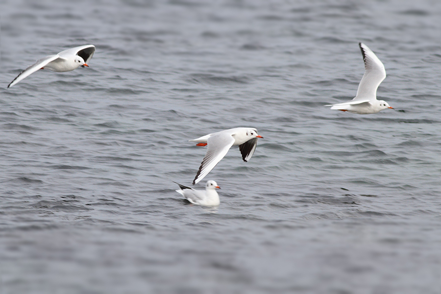 Black-headed Gull