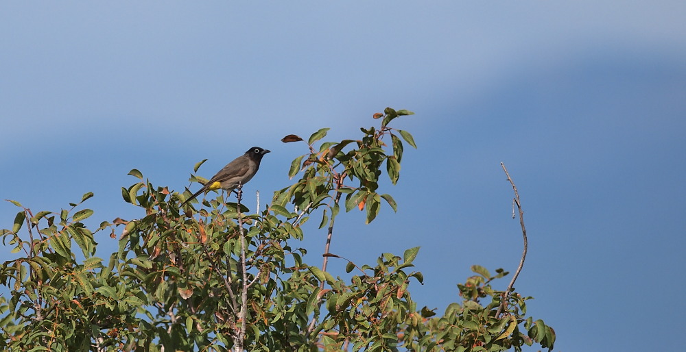 White-spectacled Bulbul